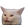 :Catwtf: